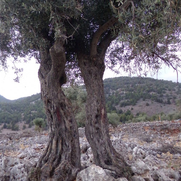 beautiful-olive-trees-crete-2