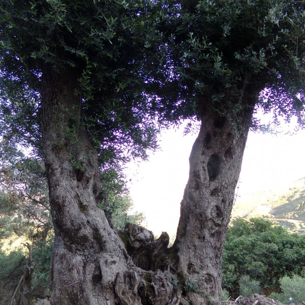 beautiful-olive-trees-crete-3