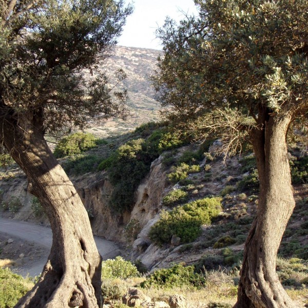beautiful-olive-trees-crete-4